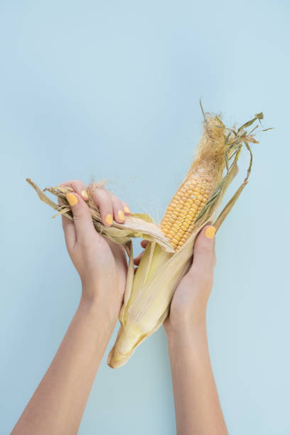 istock Corncob in female hands, pale blue background 1063682080