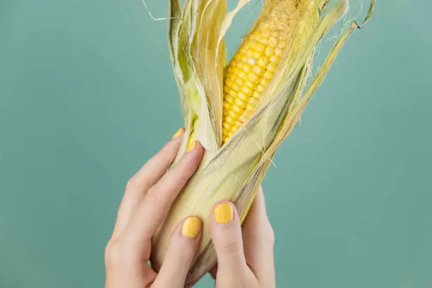 Photo of Female hands with a corncob, green background