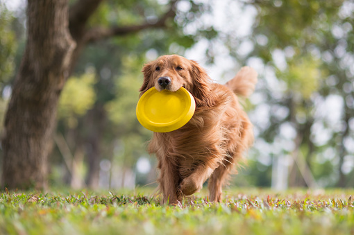 Golden Retriever playing Frisbee in the meadow