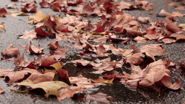 istock Fallen autumn maple red and orange leaves in puddle  on sidewalk. Selective focus. Late fall rainy mood 1063686194