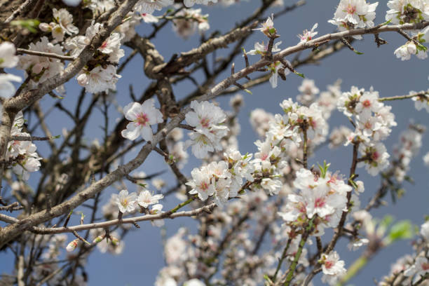 istock branch of almond tree blossom flowers 1063688608