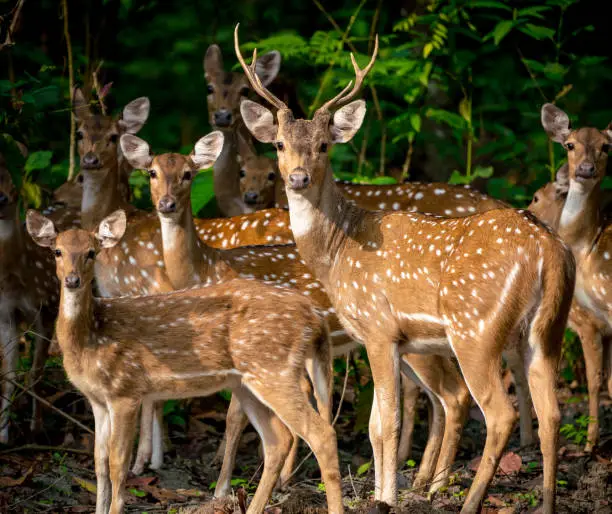 Photo of Sika or spotted deers herd in the elephant grass. Wildlife and animal photo. Japanese deer Cervus nippon