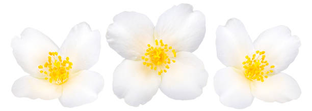 istock Jasmine flowers isolated on white backgroun 1063689150