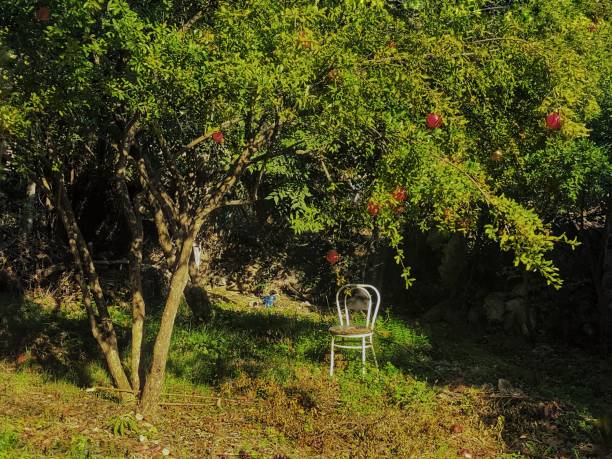 Chair under Pomegranate tree