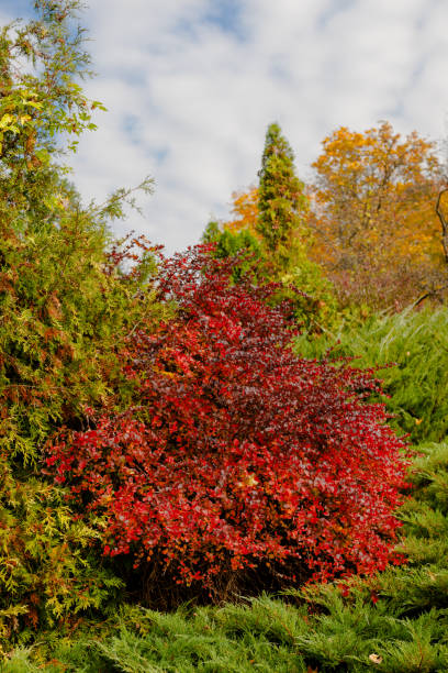 istock autumn park landscape design 1063693834