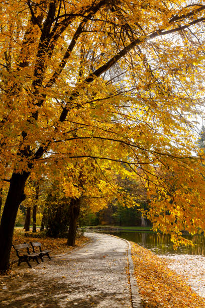 istock autumn park landscape design 1063695704