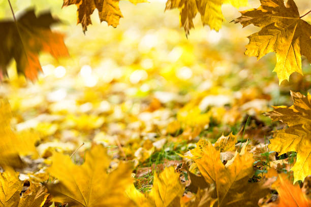 istock Autumn background. Fallen leaves on the ground in the grass. Autumn frame. 1063696260