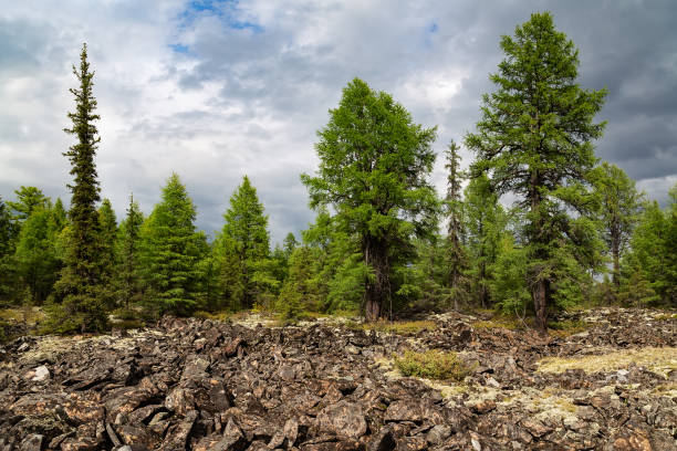 istock Coniferous forest in South Yakutia, Russia 1063697778