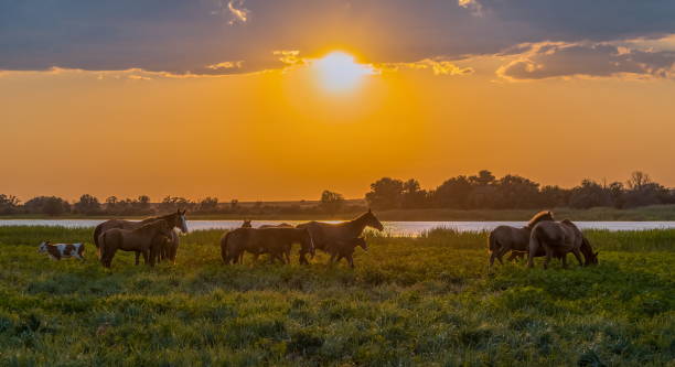 istock Horses in the meadow against the sunset. 1063697854
