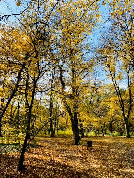 istock Public park in fall time in Europe 1063697922