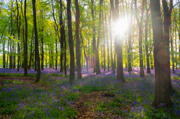 istock Bluebell Wood At Dawn 1063698042