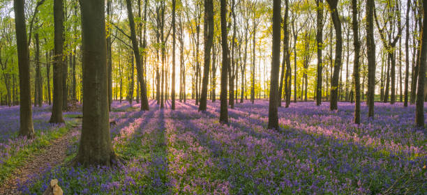 istock Bluebell Wood Sunset Panoramic 1063698050