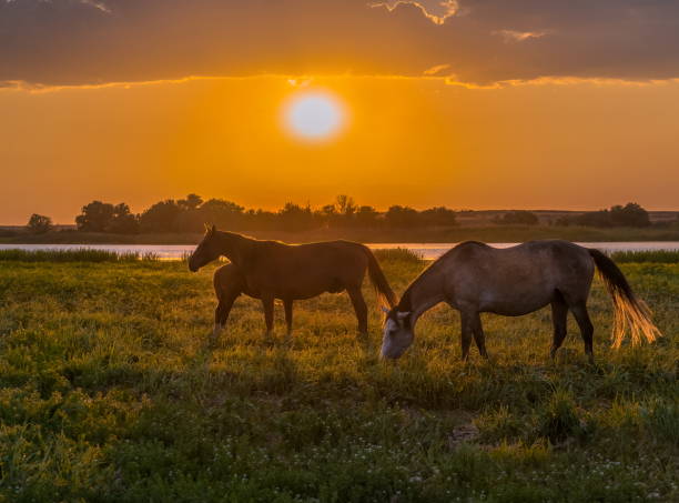 istock Horses in the meadow against the sunset. 1063699086