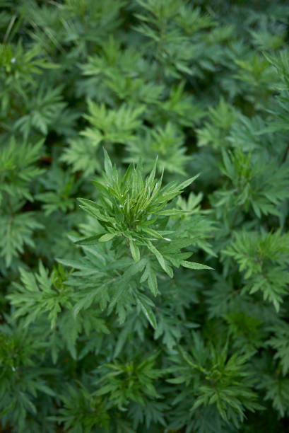 istock Artemisia vulgaris 1063700166