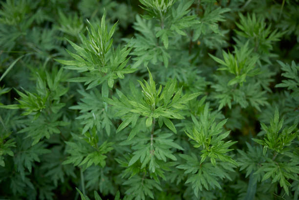 istock Artemisia vulgaris 1063700170