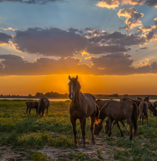 istock Horses in the meadow against the sunset. 1063700518