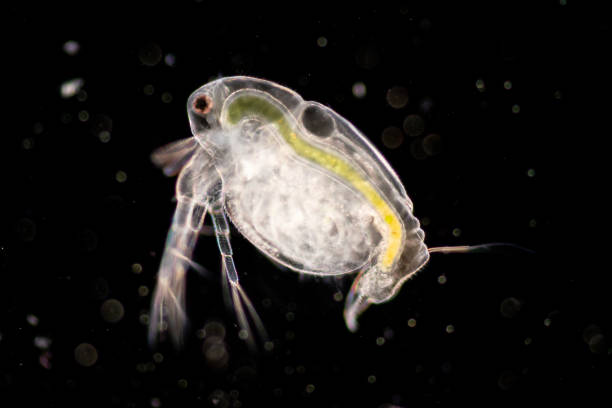 i cladocera sono un ordine di piccoli crostacei comunemente chiamati pulci d'acqua sullo scivolo al microscopio. - microscope slide foto e immagini stock