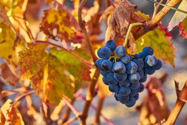Colorful vineyards in Rioja Alavesa