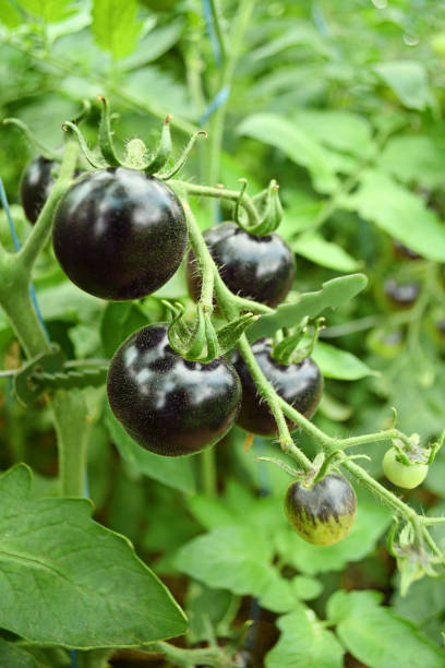 istock black tomatoes growing in greenhouse 1063700848