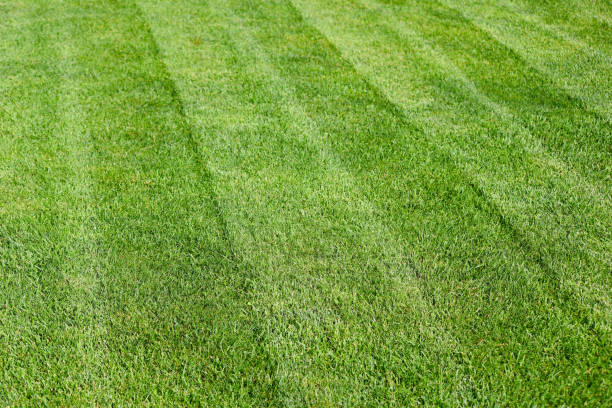 istock striped freshly mowed garden lawn in summer 1063701158