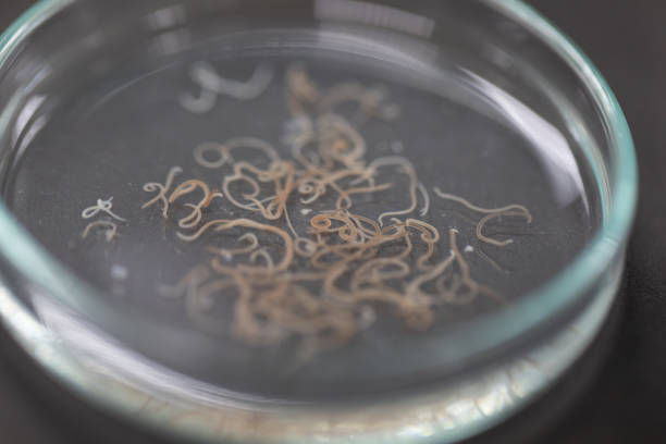 Ascariasis is a disease caused by the parasitic roundworm Ascaris lumbricoides for education in laboratories. stock photo