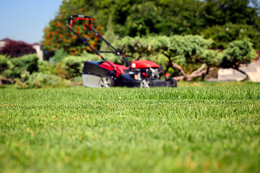 green grass in the yard and lawn mower in defocus on background