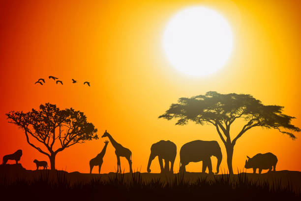 afrikanische landschaft szene safari tiere savanne silhouette. sonnenuntergang hintergrund. - safari animals animal feline undomesticated cat stock-fotos und bilder