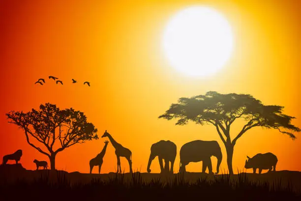 Photo of African landscape scene of safari animal savannah silhouette. Sunset background.