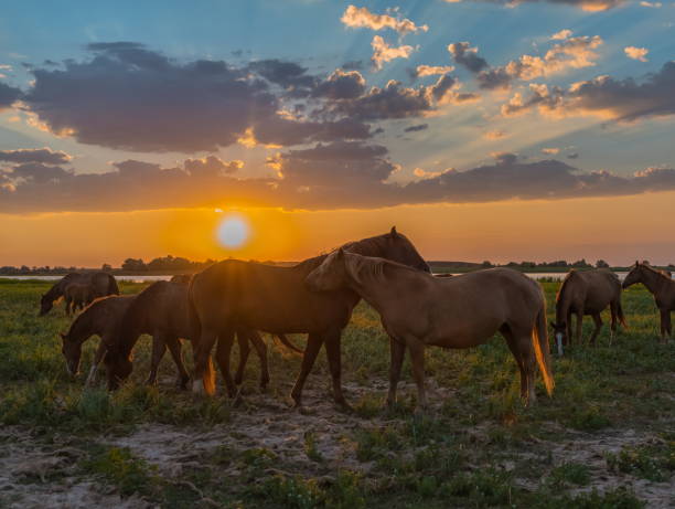 istock Horses in the meadow against the sunset. 1063702864