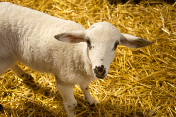 istock Small white lamb on the hay background 1063703380
