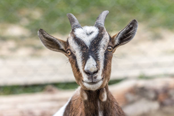 istock Portrait of goat. 1063703390