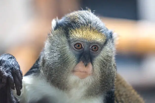 Photo of The Campbell's mona monkey (Cercopithecus campbelli).