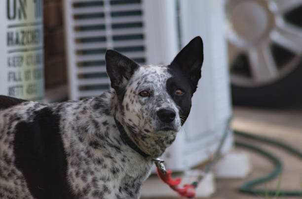 istock Australian Cattle Dog Cross looking at the camera 1063703482