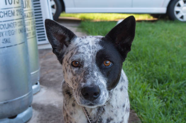 istock Australian Cattle Dog Cross looking at the camera 1063703784