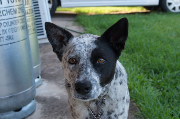 istock Australian Cattle Dog Cross looking at the camera 1063704018