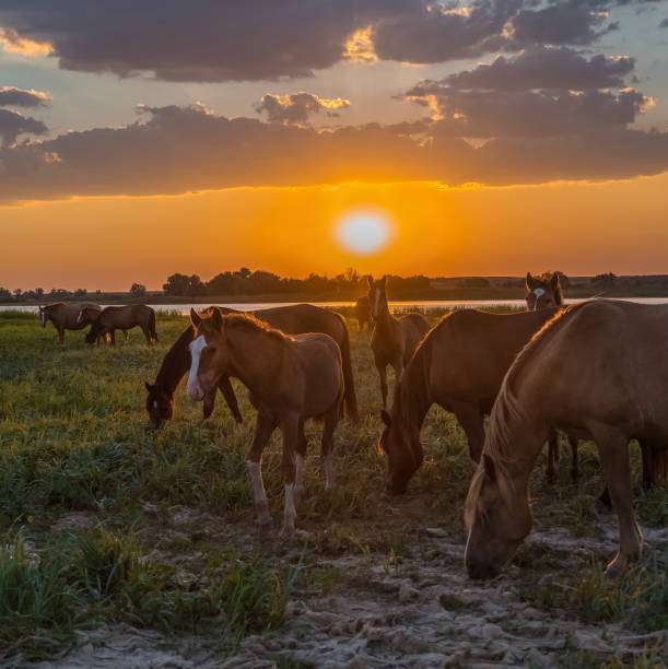 istock Horses in the meadow against the sunset. 1063704046
