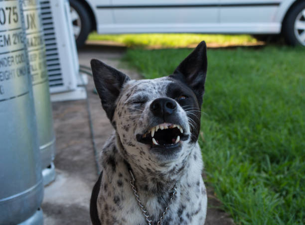 istock Australian Cattle Dog Cross looking at the camera and pulling a funny face 1063704100