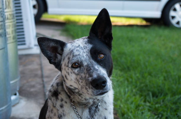 Australian Cattle Dog Cross looking at the camera