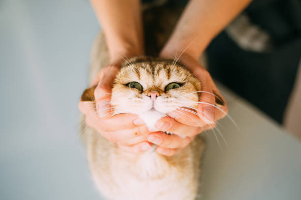istock Golden Shaded British Shorthair Cat 1063706034