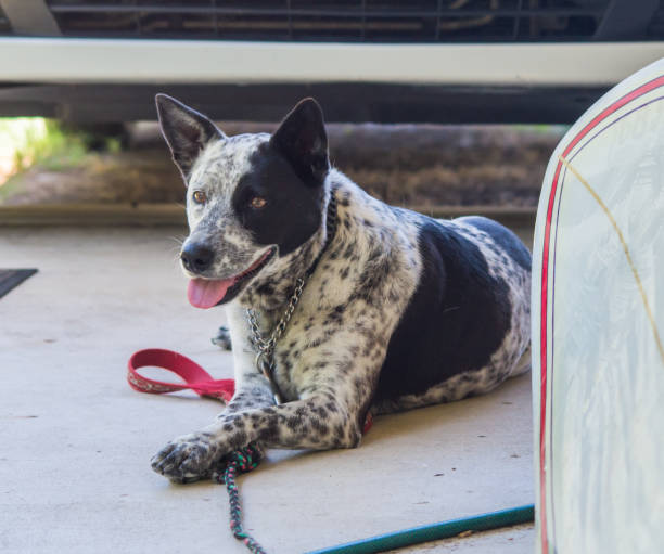istock Australian dog laying down next to a surfboard 1063706406