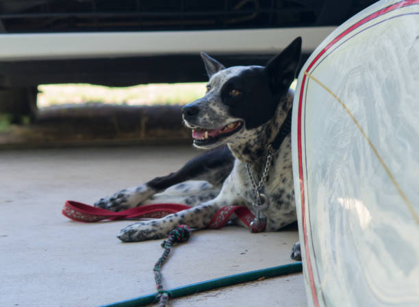 istock Australian dog laying down next to a surfboard 1063706468
