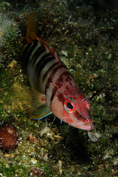 istock Underwater Sea Life 1063706926