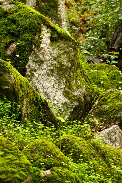 istock beautiful park in Monchique region 1063709154