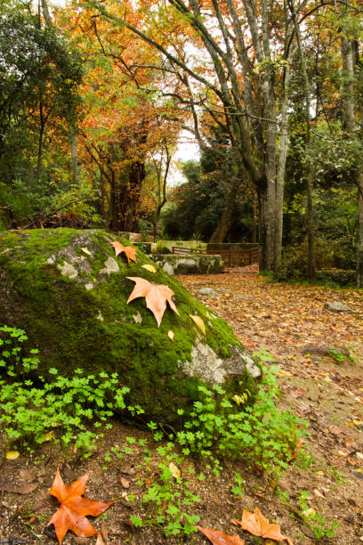 istock beautiful park in Monchique region 1063709194