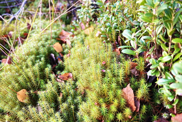 istock And the moss with the droplets 1063710226