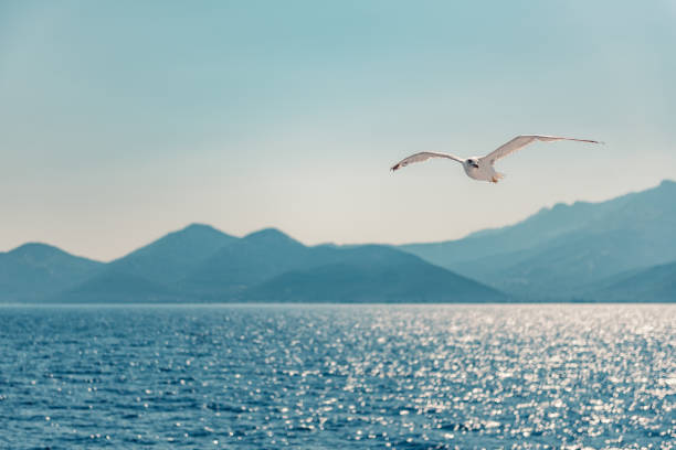 istock Seagull flying over sea 1063712354