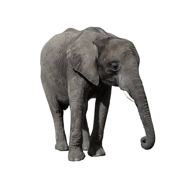 istock African Elephant isolated on white background. 1063713212