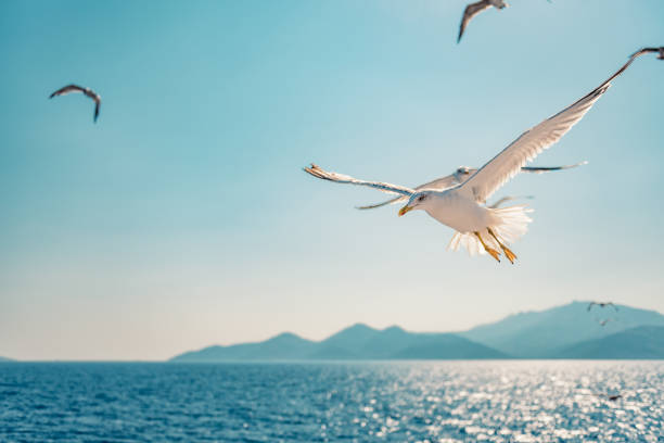 istock Seagull flying over sea 1063713474