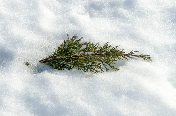 istock Juniper bush in deep snow. Frosty winter and sunny day 1063713710