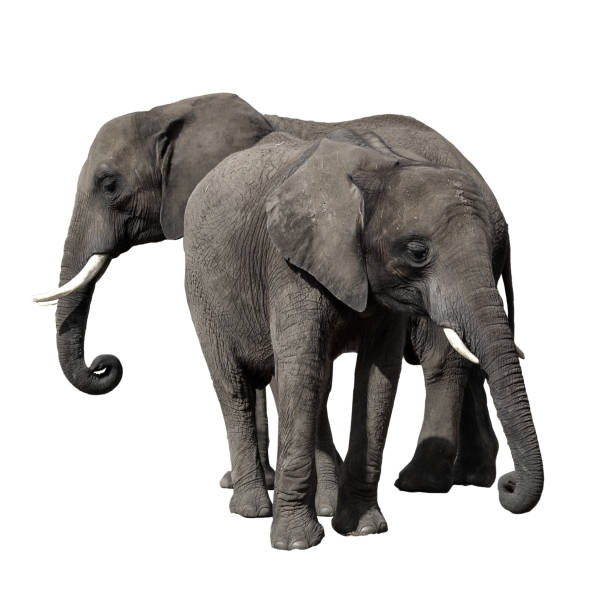 istock Two African Elephants isoled on white background. 1063713908
